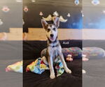 Small #1 Siberian Husky Mix