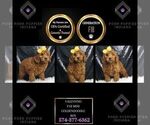 Puppy Valentino F1B Goldendoodle (Miniature)