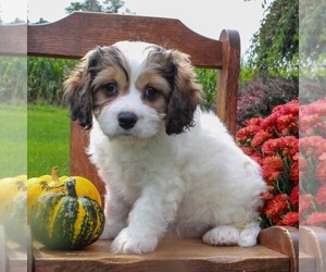 Cavachon Puppy for sale in GORDONVILLE, PA, USA