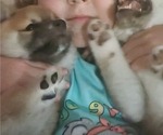 Small Photo #9 Shiba Inu Puppy For Sale in WELLINGTON, FL, USA