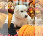 Small Photo #3 Gerberian Shepsky Puppy For Sale in Severn, MD, USA