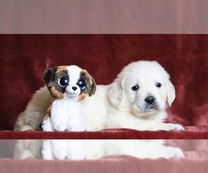 English Cream Golden Retriever Puppy for sale in FREDERICKSBG, OH, USA
