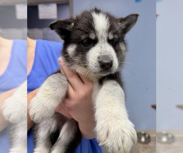 Medium Photo #2 Siberian Husky Puppy For Sale in Gilberts, IL, USA