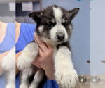 Small #1 Siberian Husky