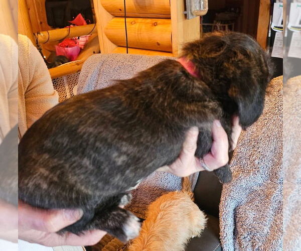 Medium Photo #2 Doxle Puppy For Sale in Aurora, IN, USA