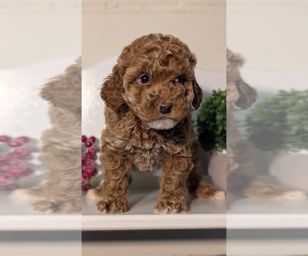 Medium Photo #21 Poodle (Miniature) Puppy For Sale in GOSHEN, IN, USA