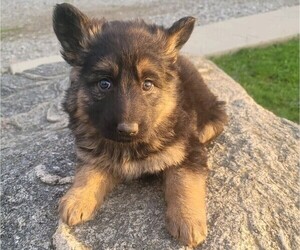 German Shepherd Dog Puppy for sale in WARREN, MI, USA