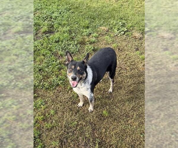 Medium Photo #1 Texas Heeler Puppy For Sale in Riverside, CA, USA