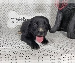Small Photo #17 Golden Mountain Dog Puppy For Sale in BLACK FOREST, CO, USA