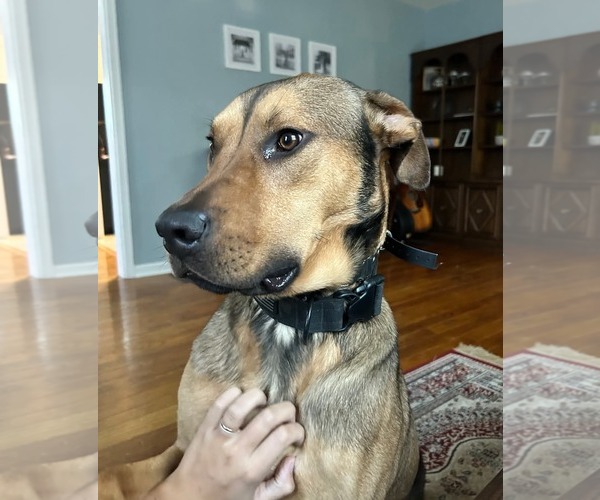 Medium Photo #5 American Pit Bull Terrier-Unknown Mix Puppy For Sale in Germantown, OH, USA