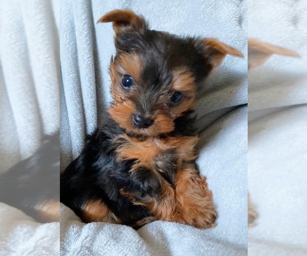 Medium Photo #1 Yorkshire Terrier Puppy For Sale in KLEIN, TX, USA