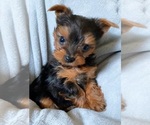 Small Photo #1 Yorkshire Terrier Puppy For Sale in KLEIN, TX, USA