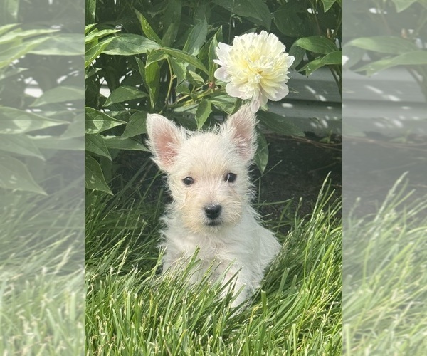 Medium Photo #4 West Highland White Terrier Puppy For Sale in CANOGA, NY, USA