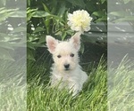 Small #3 West Highland White Terrier