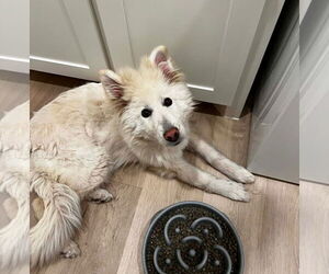 Pyrenees Husky Dogs for adoption in Grafton, WI, USA