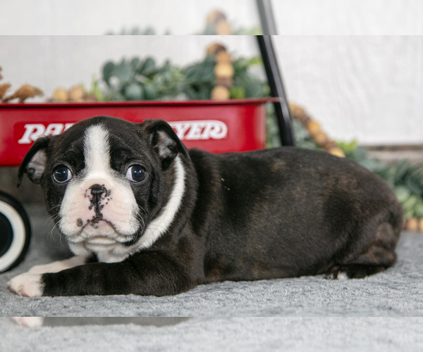 Medium Photo #10 Boston Terrier Puppy For Sale in BEACH CITY, OH, USA