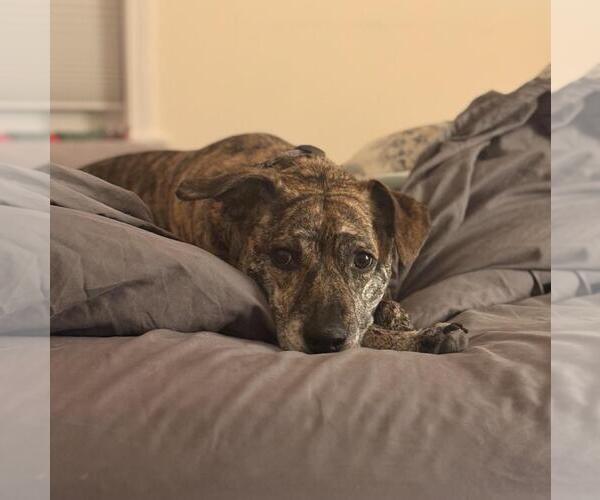 Medium Photo #2 Mutt Puppy For Sale in Incline Village, NV, USA