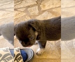 Small #8 French Bulldog