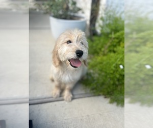 Goldendoodle (Miniature) Puppy for sale in HOUSTON, TX, USA