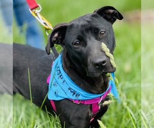 Sooney *Adopt or Foster* - Female Labrador Retriever-Unknown Mix Dog for Adoption - Photo #7
