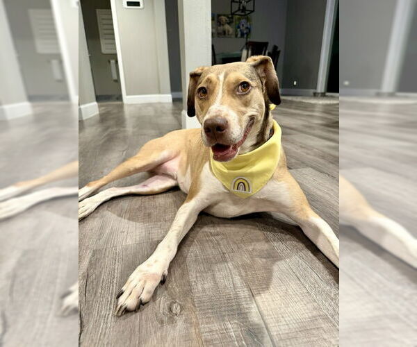 Medium Photo #19 Mutt Puppy For Sale in Sandy, UT, USA