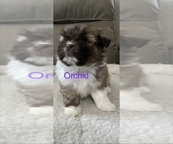 Medium Photo #5 Shiranian Puppy For Sale in AVOCA, MI, USA