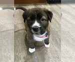 Small Labrador Retriever Mix