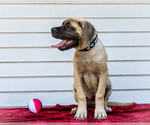 Small #8 Mastiff
