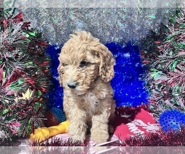 Medium Photo #6 Poodle (Miniature) Puppy For Sale in DURHAM, CT, USA