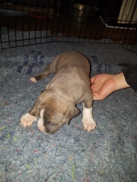 Medium Photo #28 American Pit Bull Terrier Puppy For Sale in GRIFFIN, GA, USA