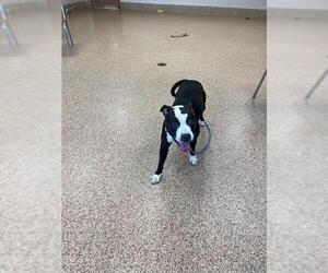 American Pit Bull Terrier Dogs for adoption in Springfield, MA, USA