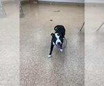 Small American Pit Bull Terrier