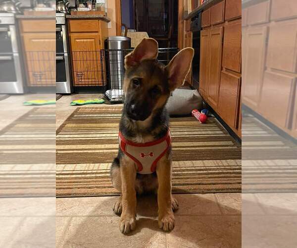 Medium Photo #201 German Shepherd Dog Puppy For Sale in LA FAYETTE, NY, USA