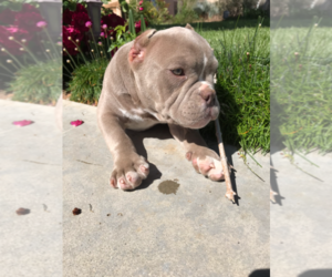 American Bully Puppy for sale in NORTH HILLS, CA, USA