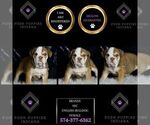 Small #5 English Bulldog