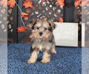 Poodle (Toy)-Yorkshire Terrier Mix Puppy for sale in MOUNT VERNON, OH, USA