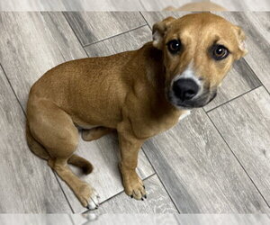 Rhodesian Ridgeback-Unknown Mix Dogs for adoption in Redlands, CA, USA