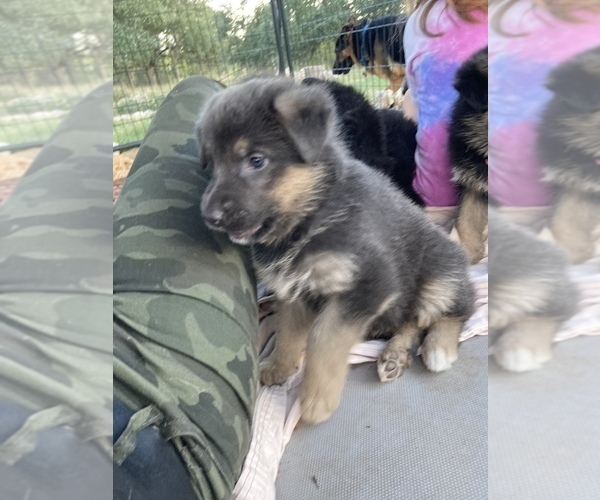 Medium Photo #3 German Shepherd Dog Puppy For Sale in BOERNE, TX, USA