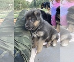 Small Photo #3 German Shepherd Dog Puppy For Sale in BOERNE, TX, USA