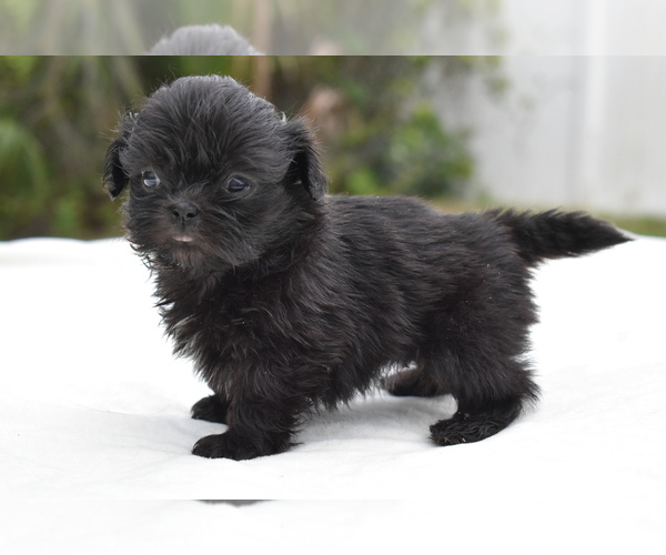 Medium Photo #6 Shih Tzu Puppy For Sale in PALM COAST, FL, USA