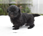 Small #5 Shih Tzu