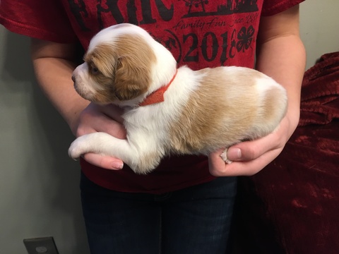 Medium Photo #7 Brittany Puppy For Sale in MAYVILLE, MI, USA
