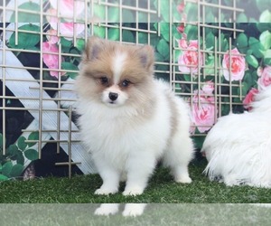 Pomeranian Puppy for sale in MARIETTA, GA, USA
