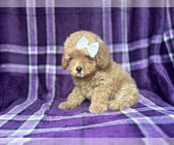 Medium Photo #6 Cock-A-Poo Puppy For Sale in LAKELAND, FL, USA