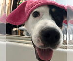 Small #12 American Pit Bull Terrier Mix