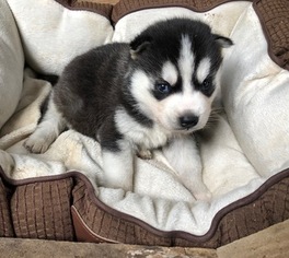 Pomsky Puppy for sale in ARTHUR, IL, USA