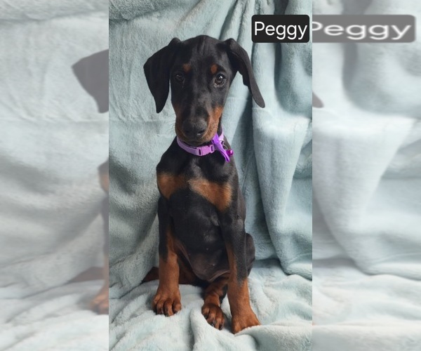 Medium Photo #5 Doberman Pinscher Puppy For Sale in POMEROY, OH, USA