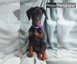 Small #4 Doberman Pinscher