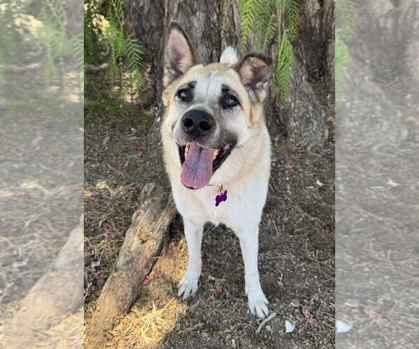 Medium Photo #3 Mutt Puppy For Sale in Marina Del Rey, CA, USA