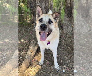Cleopatra - Female Mutt Dog for Adoption - Photo #3